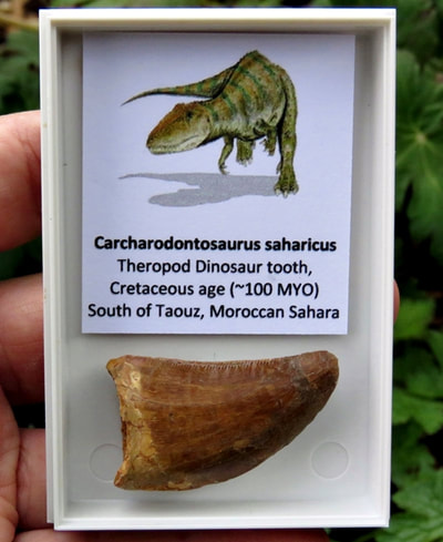 Spinosaurus Dinosaur Tooth/Teeth Boxed 100% Real Fossil Morocco Cretaceous UKBuy 