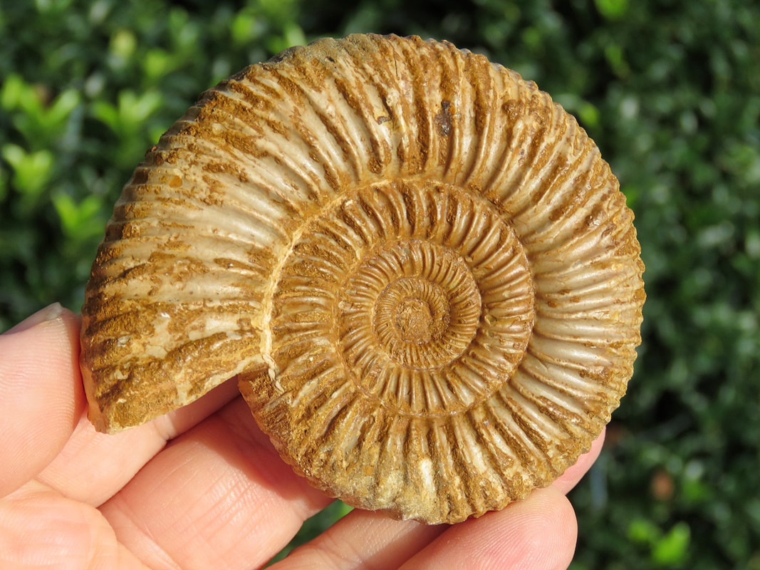 Perisphinctes Ammonite 02

