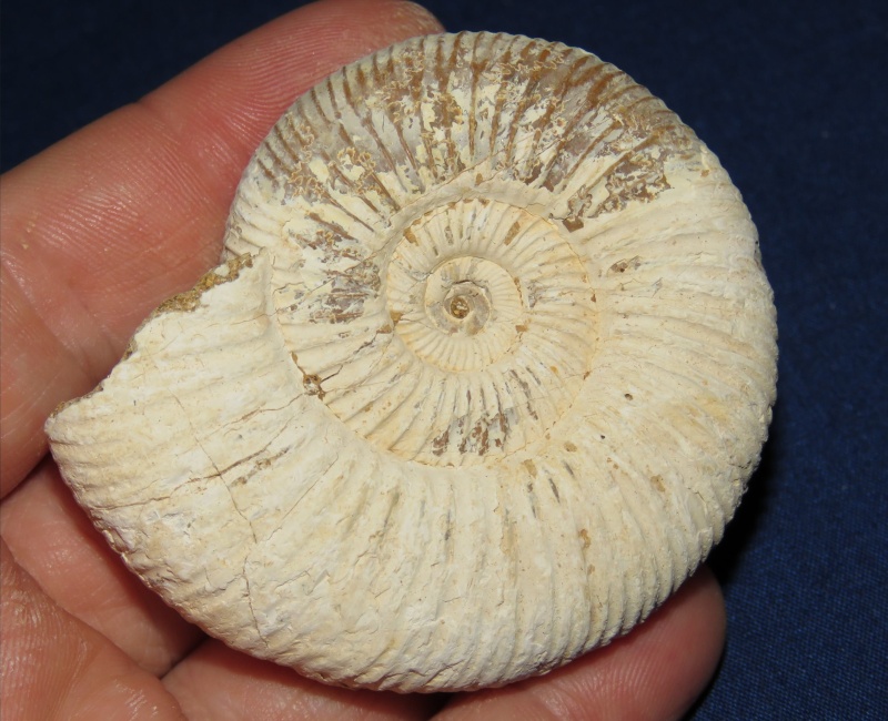 Perisphinctes Ammonite 05