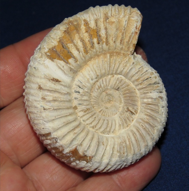 Perisphinctes Ammonite 07
