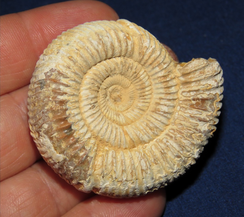 Perisphinctes Ammonite 08
