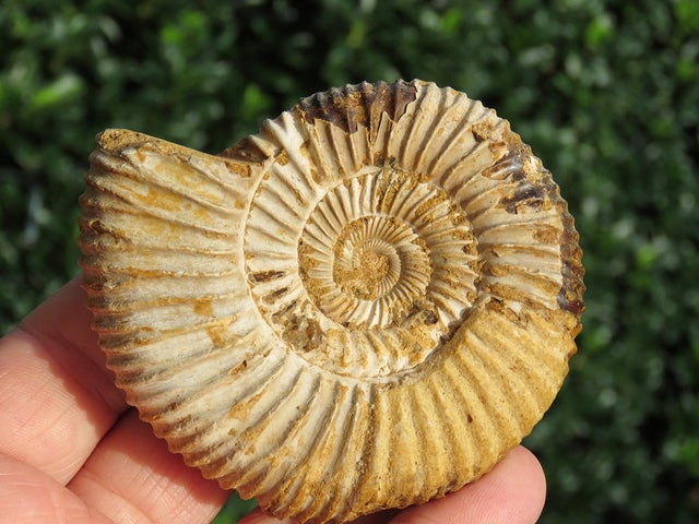 Perisphinctes Ammonite 03