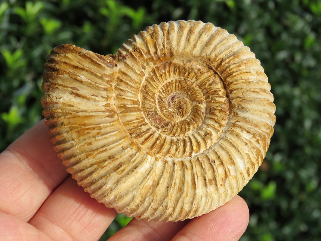 Perisphinctes Ammonite 014
