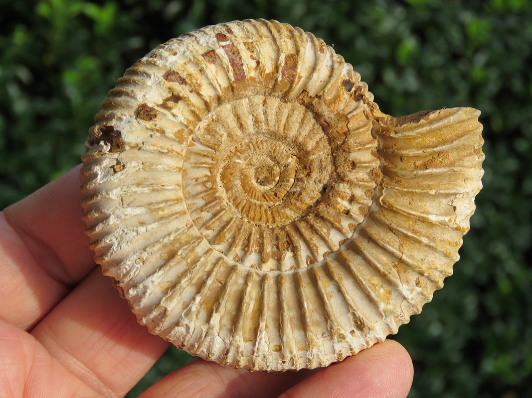 Perisphinctes Ammonite 012
