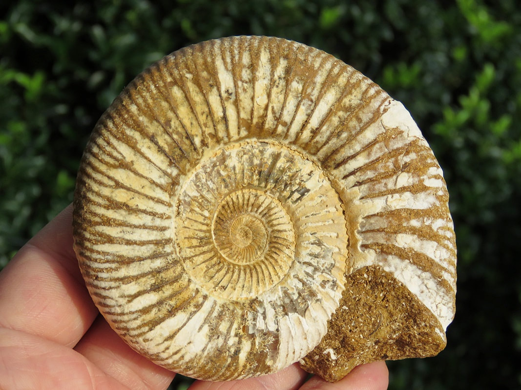 Perisphinctes Ammonite 023
