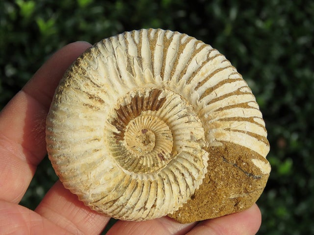 Perisphinctes Ammonite 016
