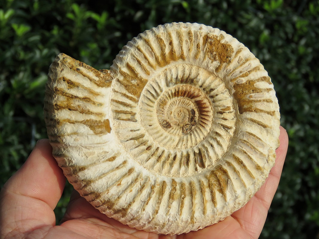 Perisphinctes Ammonite 26