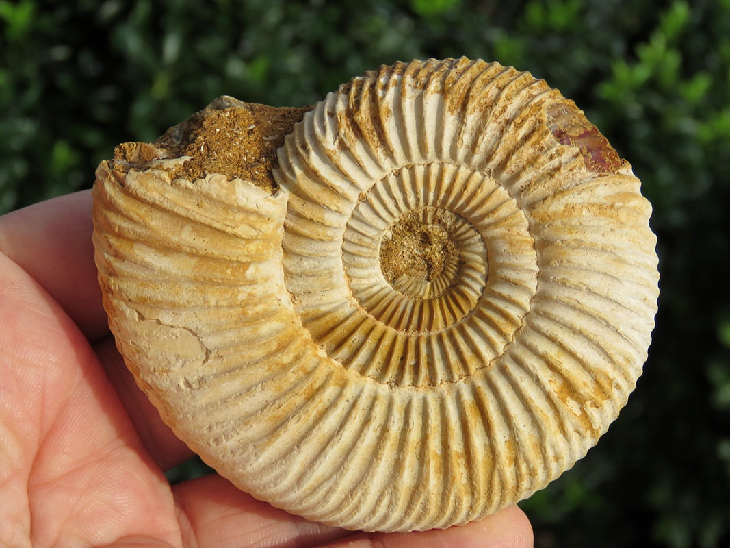 Perisphinctes Ammonite 24